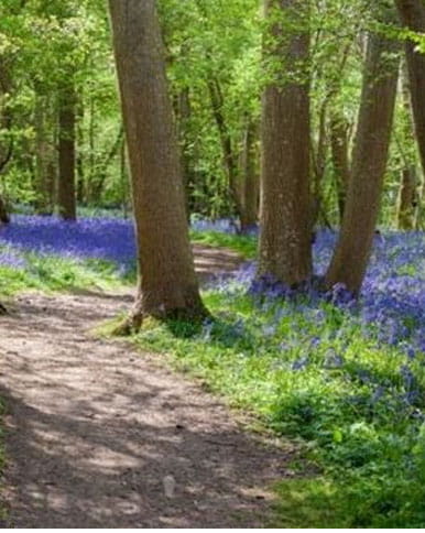 Bluebell walks in Sussex