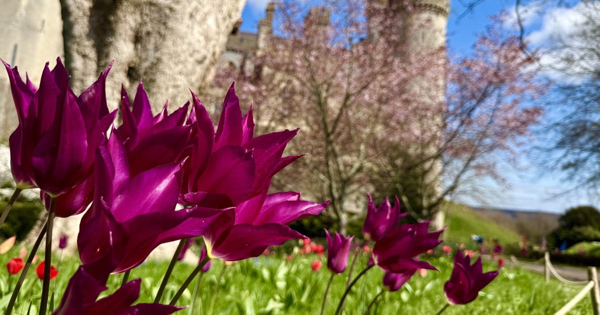 Beautiful flowers at Arundel Castle