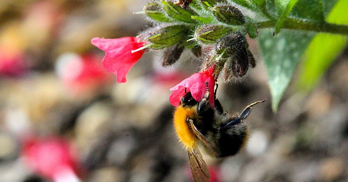 Bees conservation insects pollinators Arundel Castle