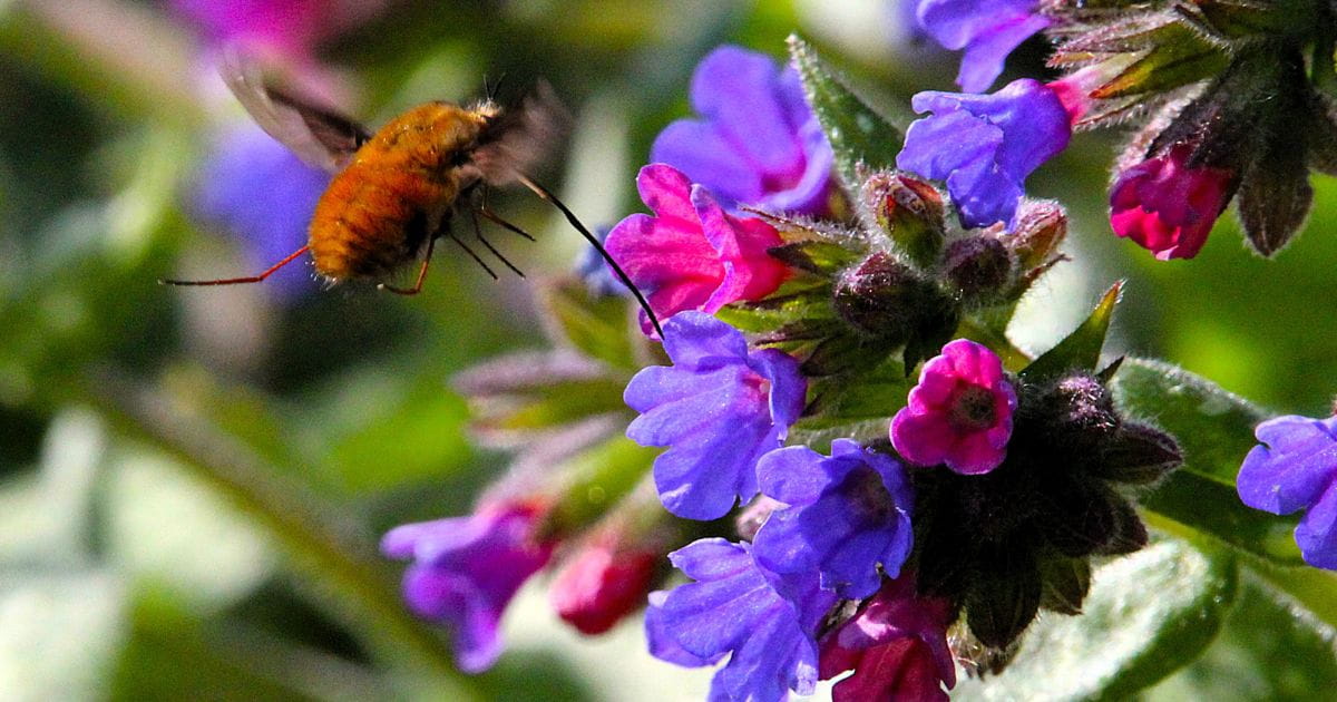 Bees nature wildlife flowers Arundel Castle