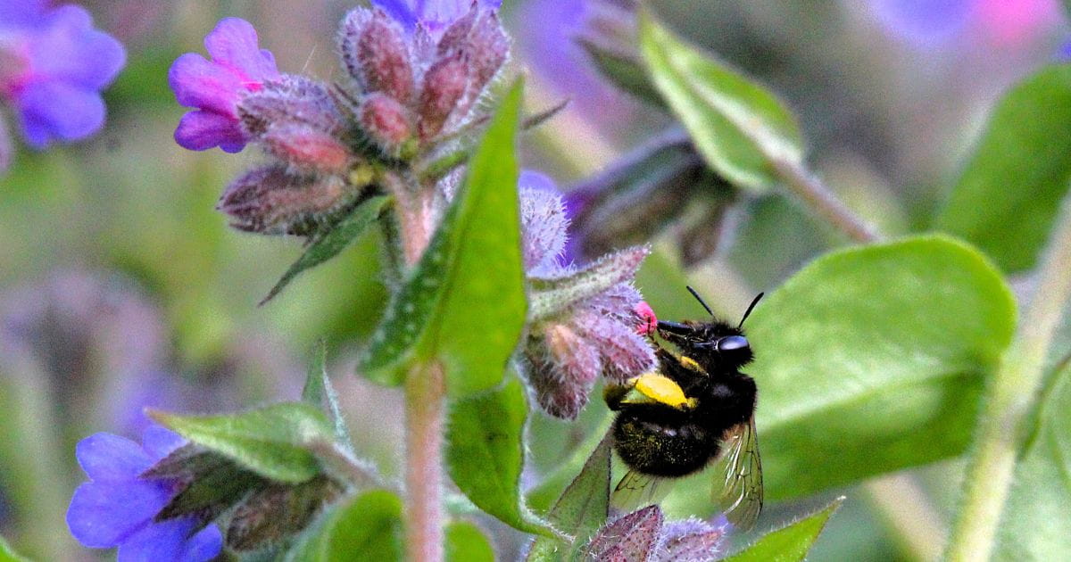 Bees pollinators gardens nature Arundel day trip