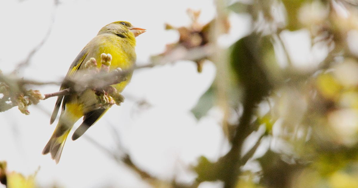 Birds nature wildlife spotting Arundel