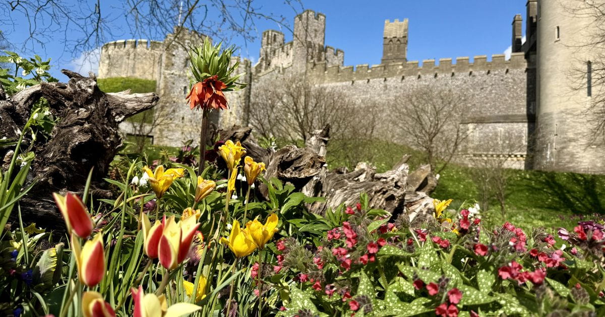 Day trip from London to Arundel Castle tulip festival nature
