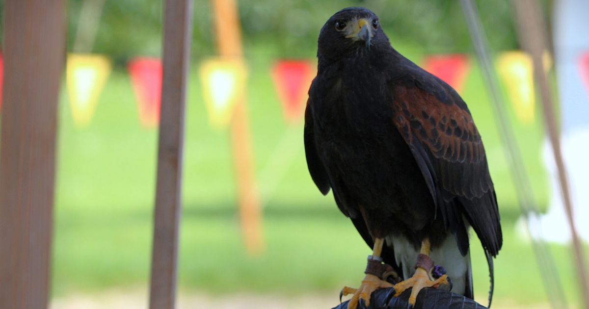 Falconry birds of prey Arundel Castle things to do