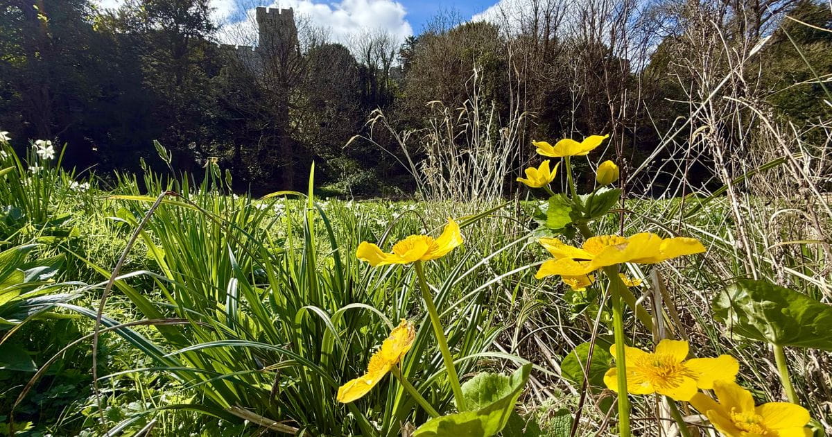 Flowers nature conservation Arundel Castle Sussex