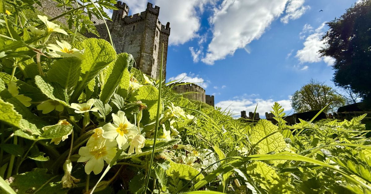 Gardens nature insects conservation Arundel
