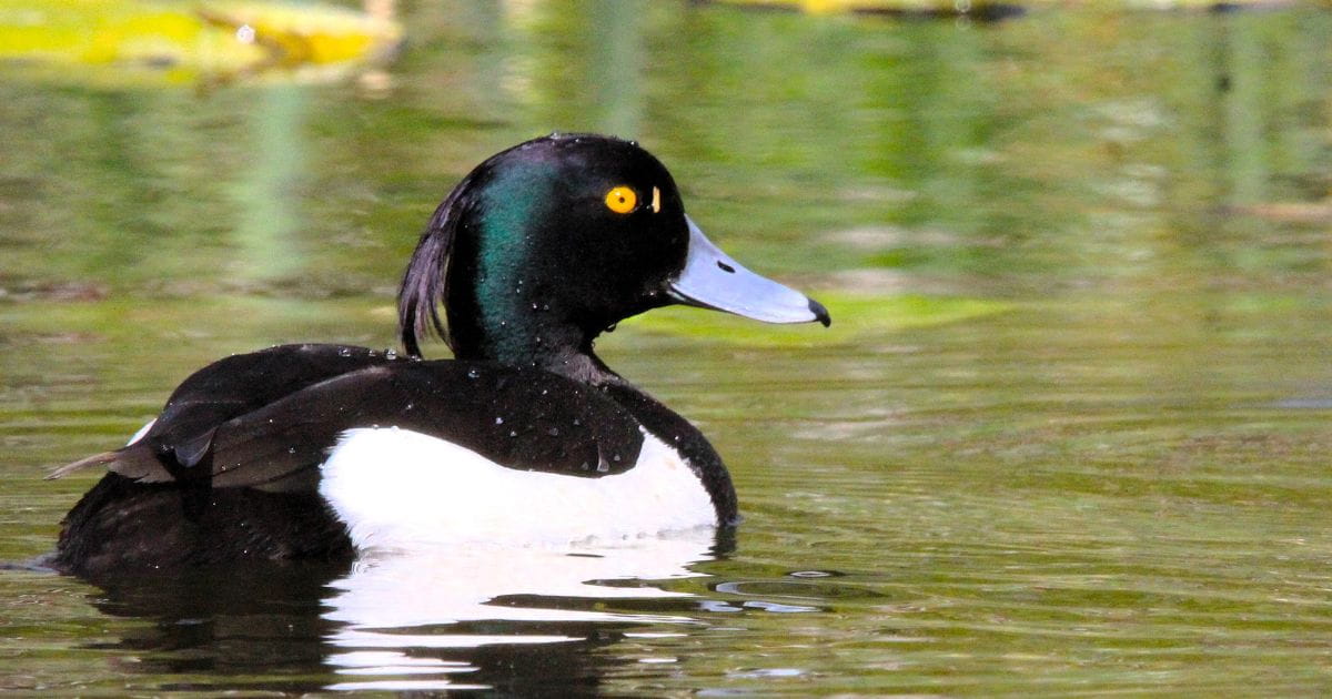 Mallards ducks Arundel Castle wetlands nature