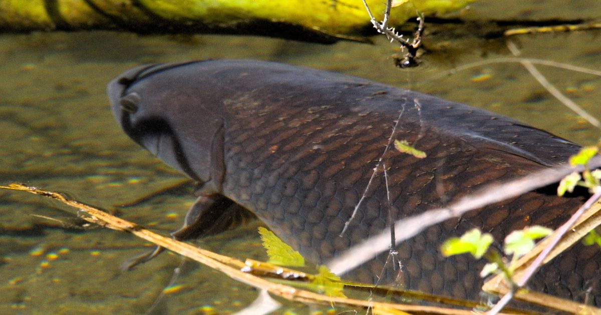 Nature water aquatic dipping ponds conservation