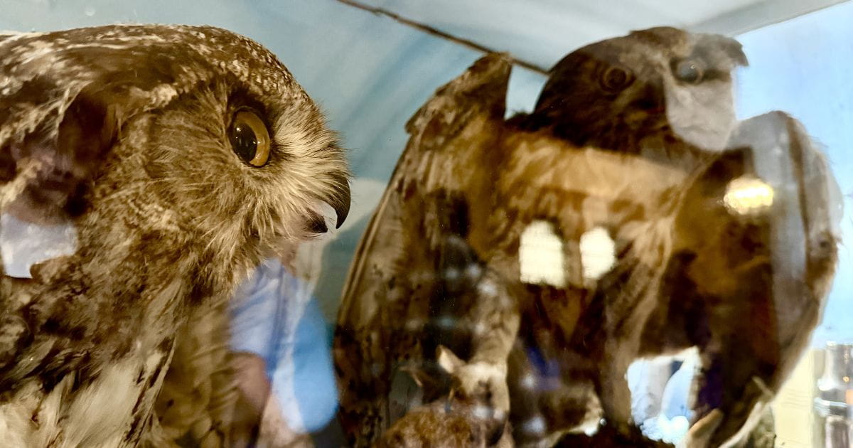 Taxidermy owls nature Arundel Castle