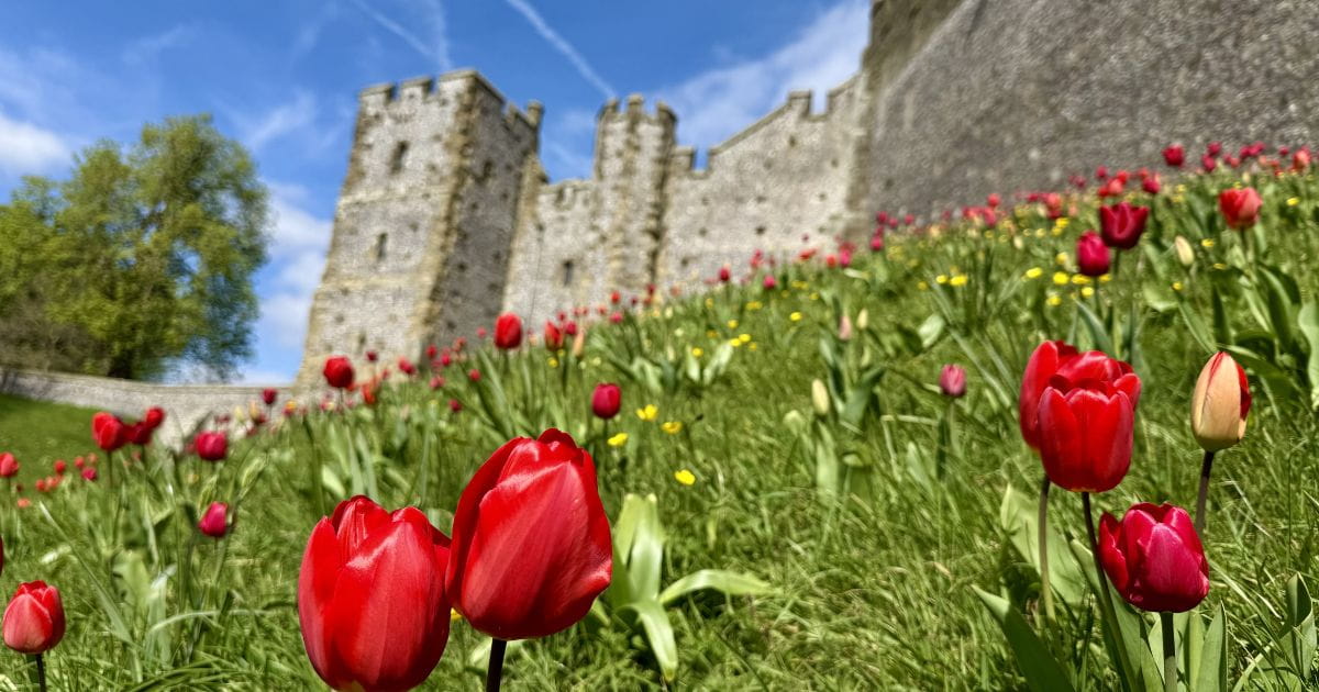 Tulips at Arundel Castle tulip festival