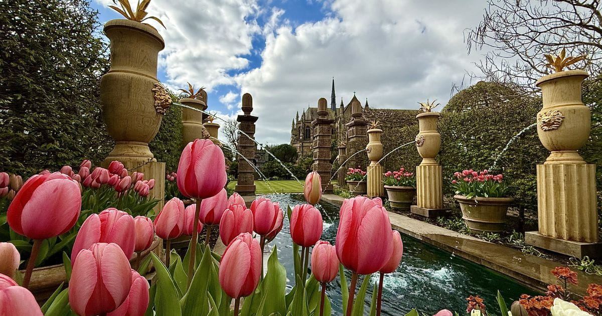 Tulips in the gardens of Arundel Castle