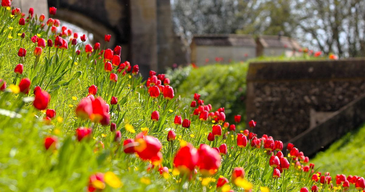 Tulips up the banks of Arundel Castle tulip festival