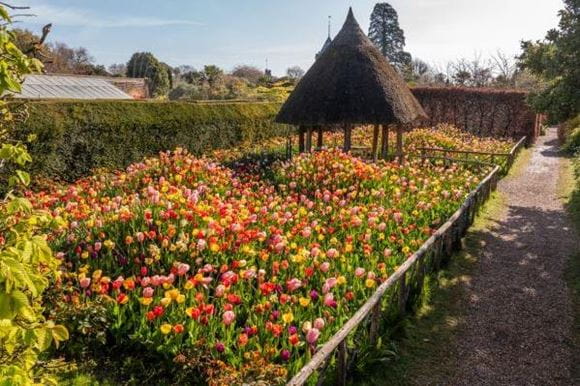 Arundel Tulip Festival Southern Railway blog hero