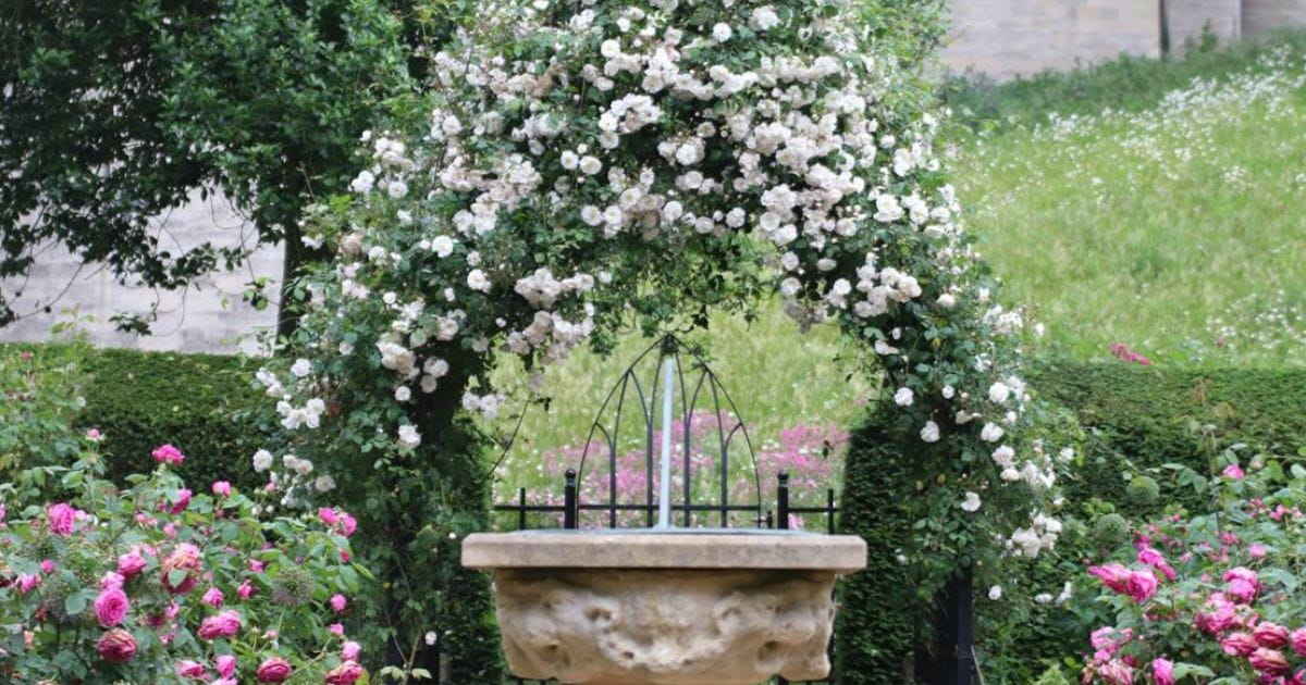 Roses beginning to bloom in the rose garden at Arundel Castle in West Sussex