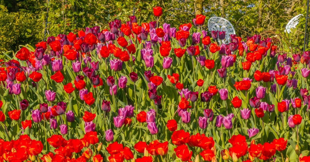 Spring tulips in the gardens of Arundel Castle in West Sussex
