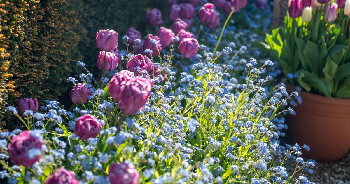 Spring tulips planted across the historic gardens of Arundel Castle during the Arundel Tulip Festival