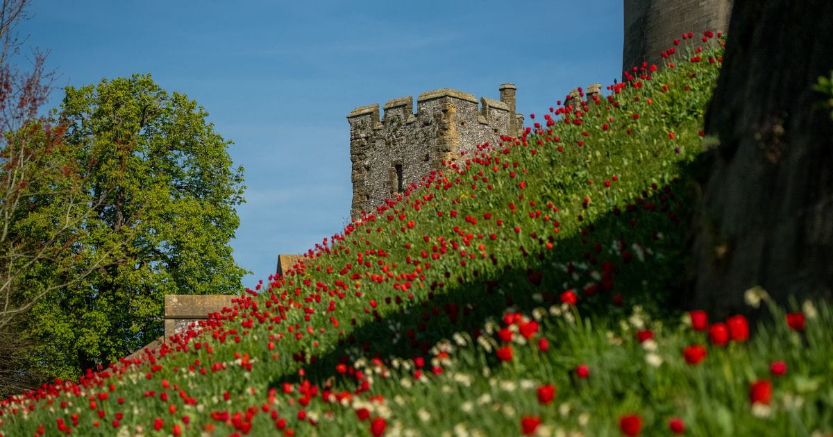 Tulips in bloom at the Arundel Tulip Festival at Arundel Castle