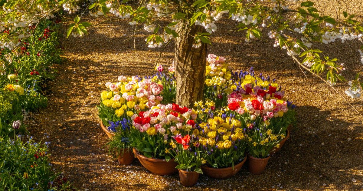 Vibrant tulips at the Arundel Tulip Festival in Arundel