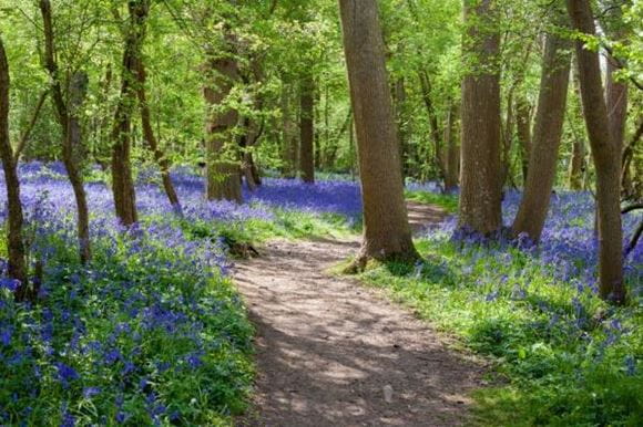 Bluebell walks Sussex blog hero