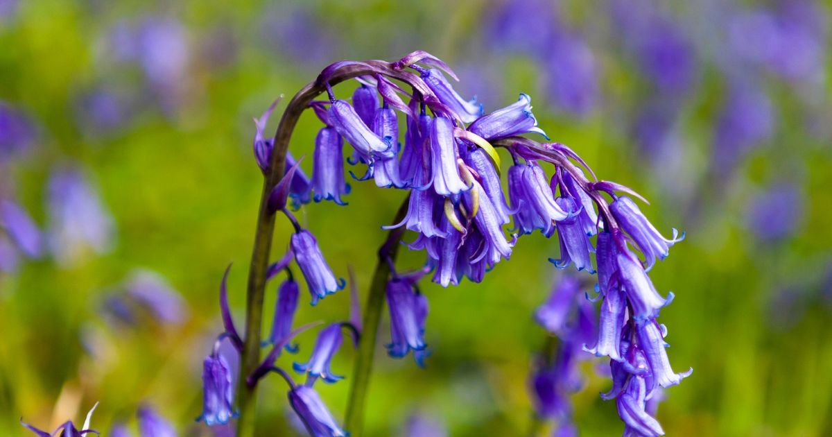 Bluebell walks Sussex close up shot