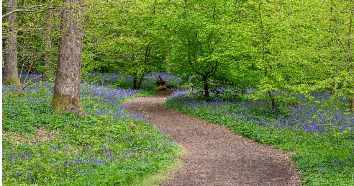 Bluebell walks sussex trail