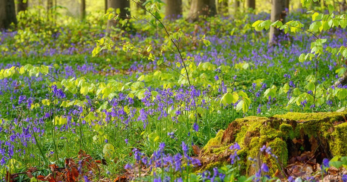 Blulebell walks sussex close up on bluebell carpet