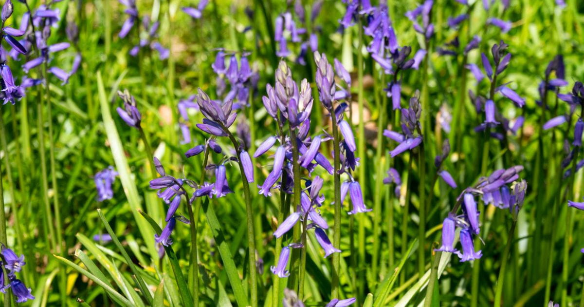 close up photo of bluebells