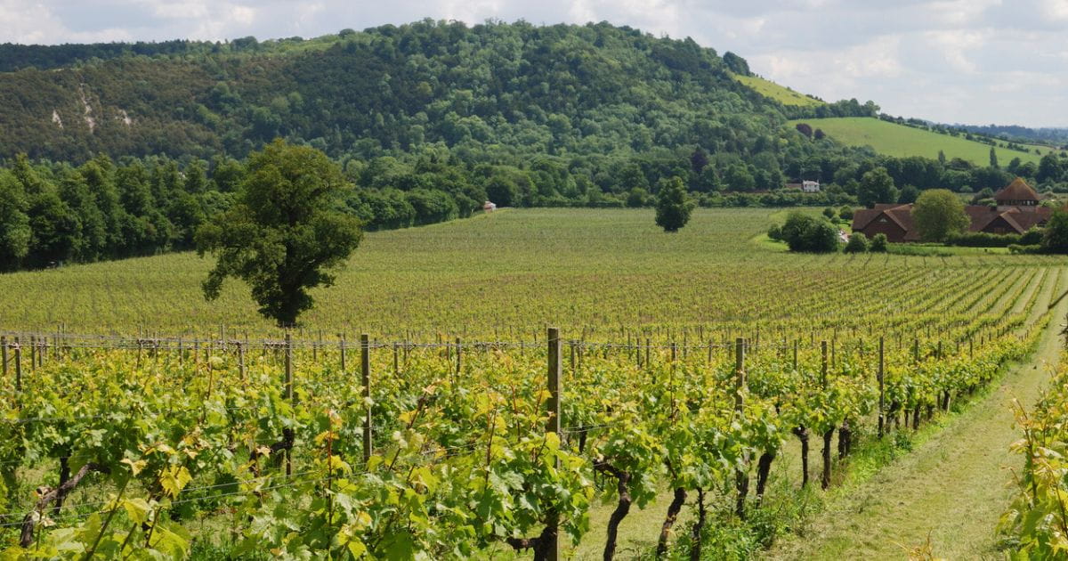Denbies Wine Estate Dorking Surrey