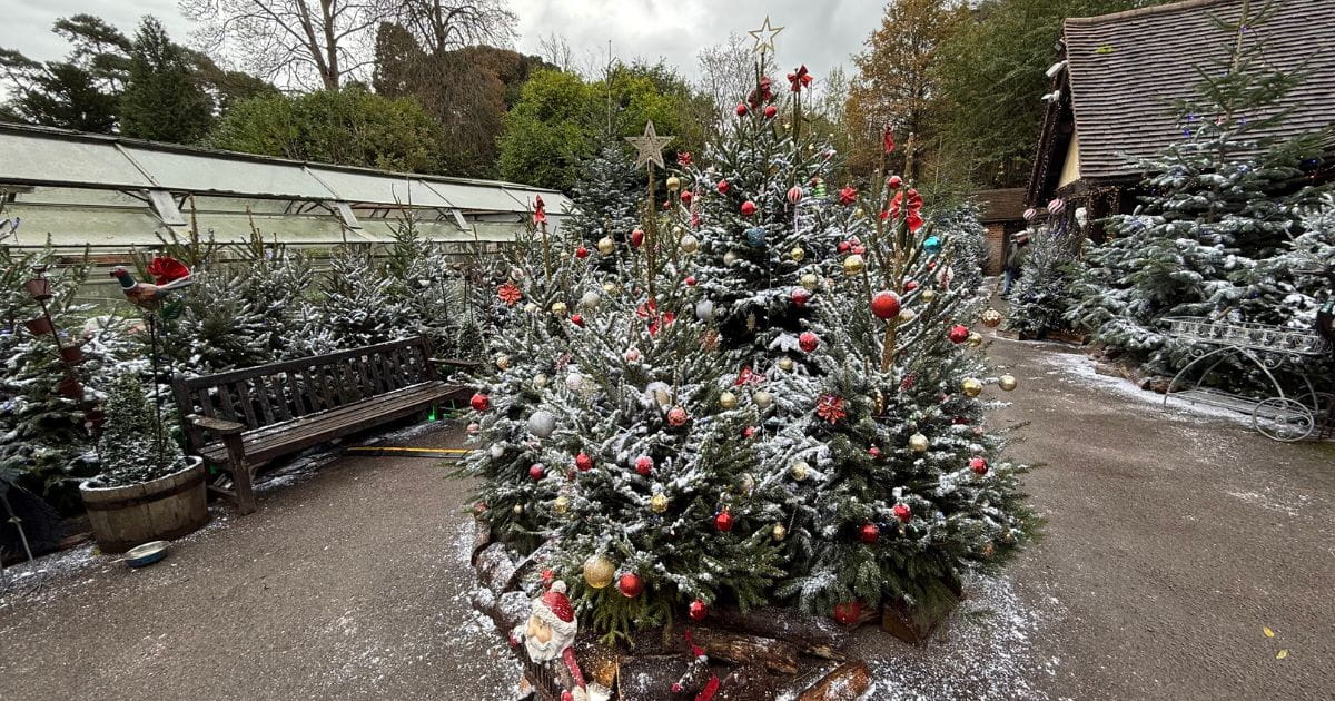 Christmas trees at Hever Castle