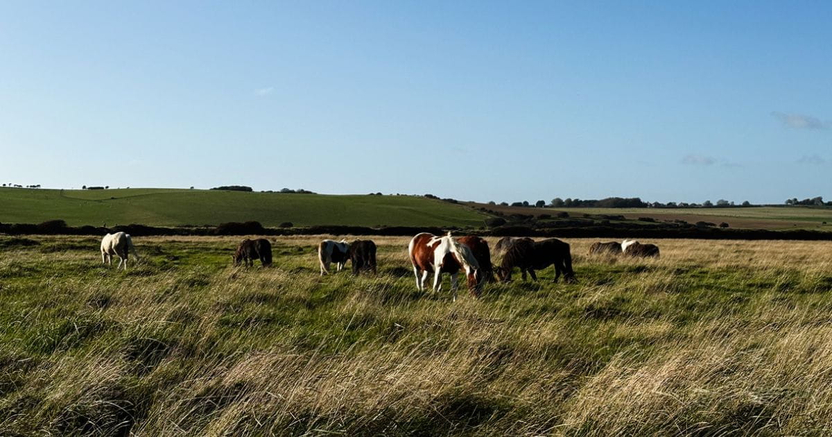 Wild horses in South Downs