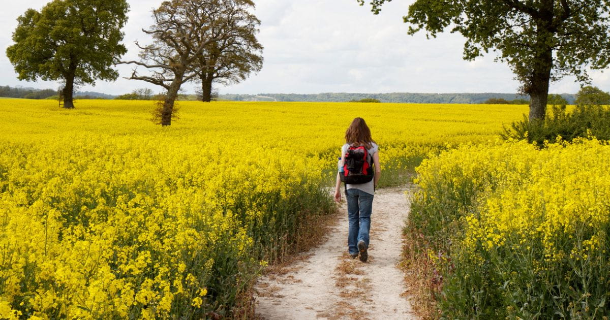 Woman walking the South Downs Way through an oilseed field