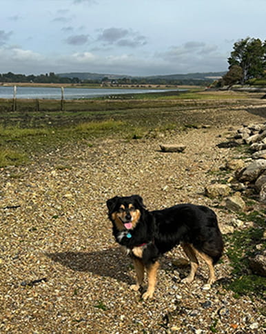 Dog on a coastal path