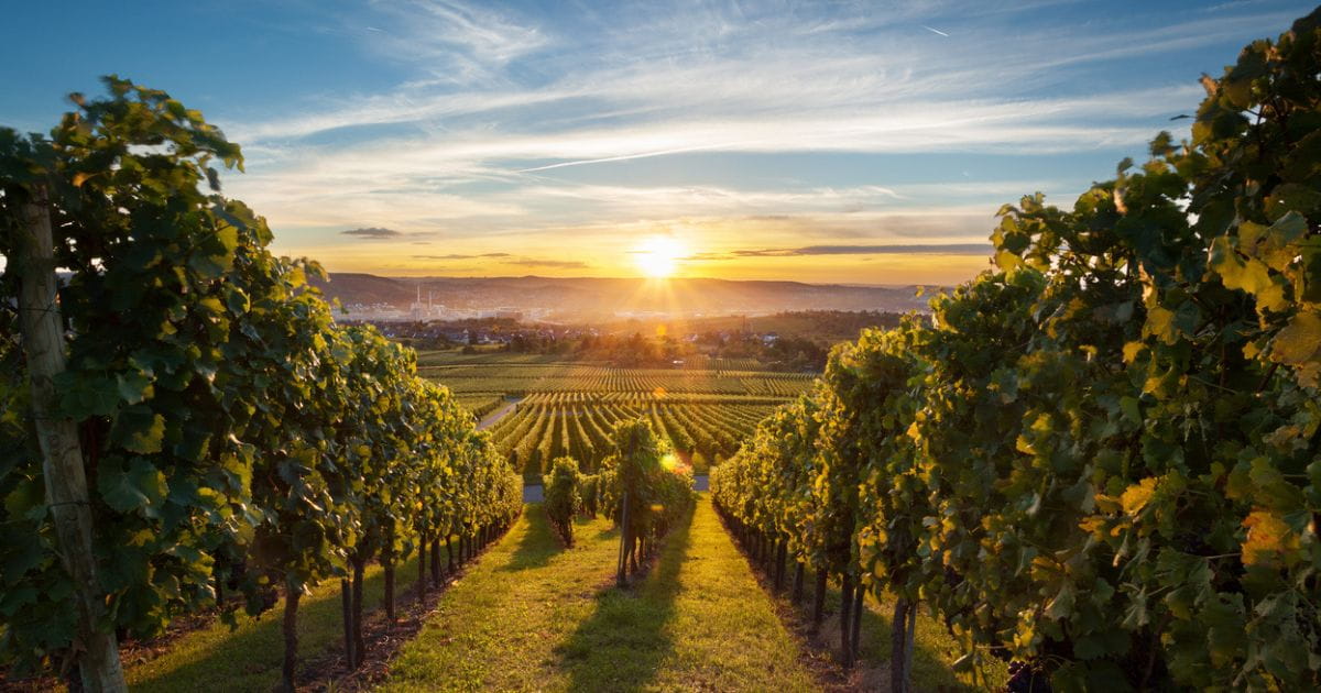 Stock image of beautiful sunset over vineyard