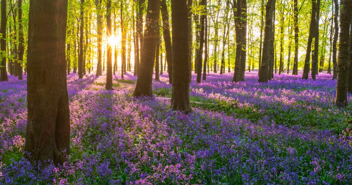 Bluebell walks sussex sunlight through trees