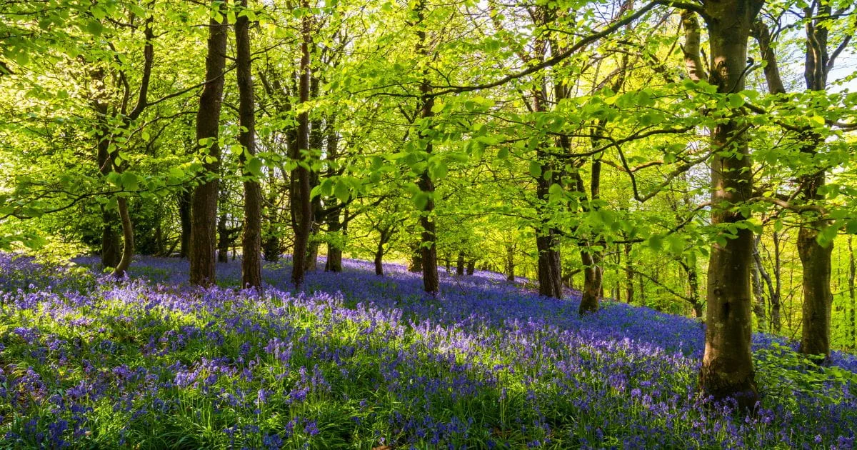 Bluebell walks Sussex woodland