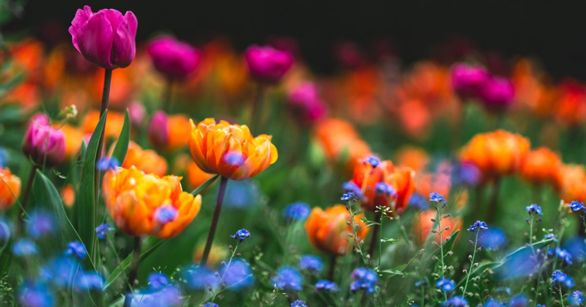 Brighton Pavilion Gardens