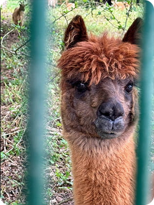 Closeup of an Alpaca