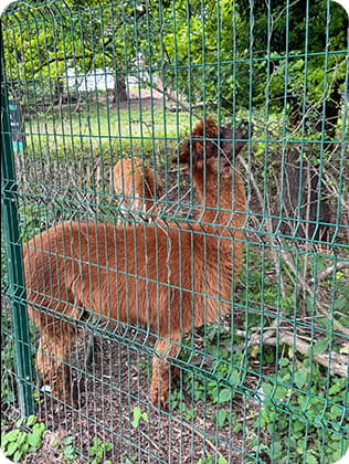 Two alpacas behind a fence