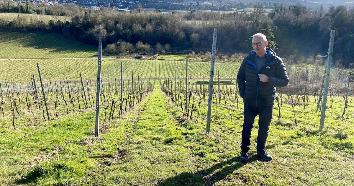 Denbies Vineyard Tour Guide