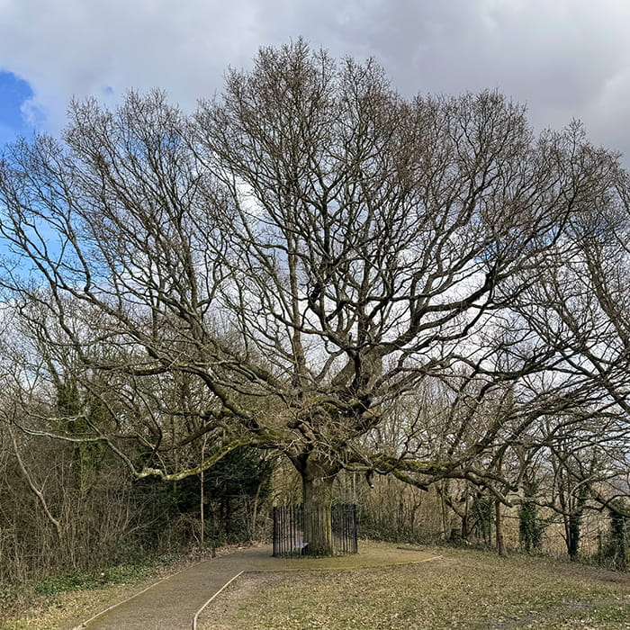 Oak of honour