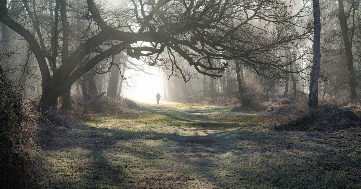 Person walking through woodland in winter