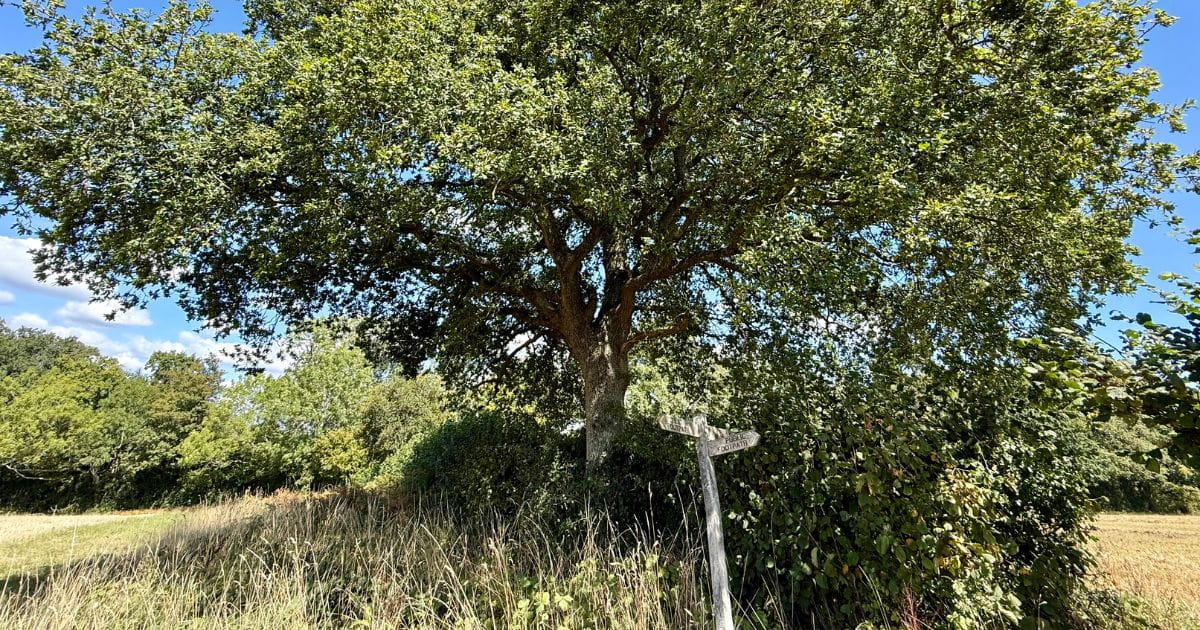 Footpath Waymark Oak Tree East Grinstead