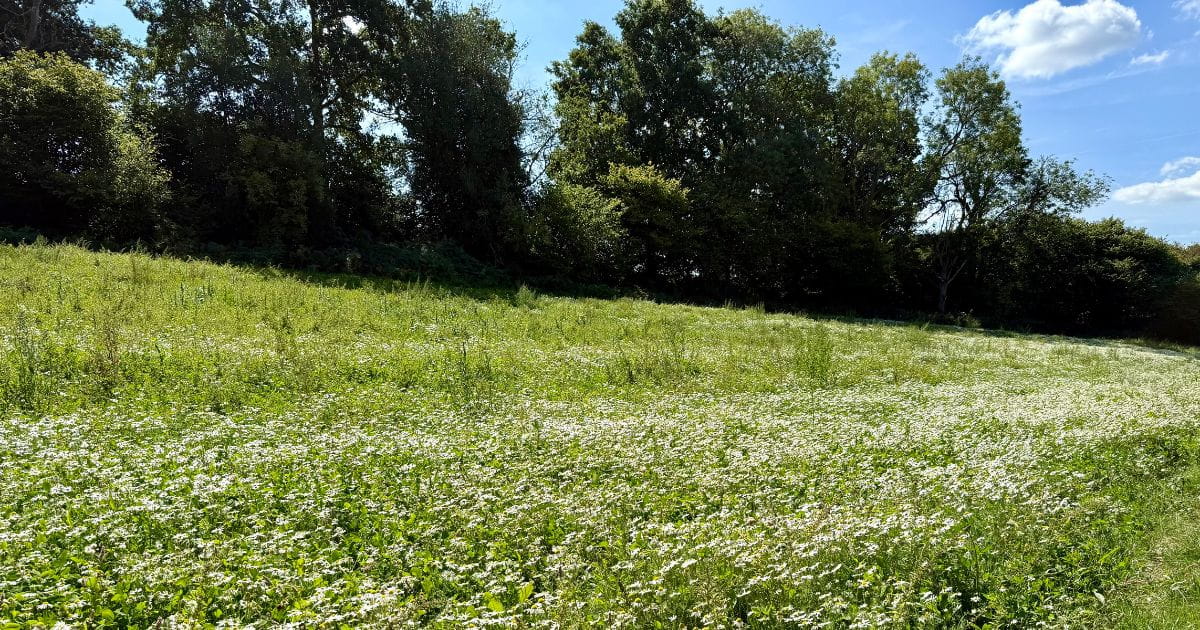 Wildflower Meadow East Grinstead