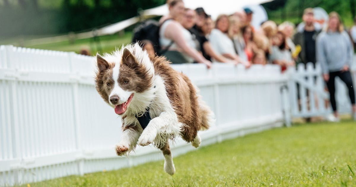 Goodwoof at Goodwood dog event show image credit Jayson Fong