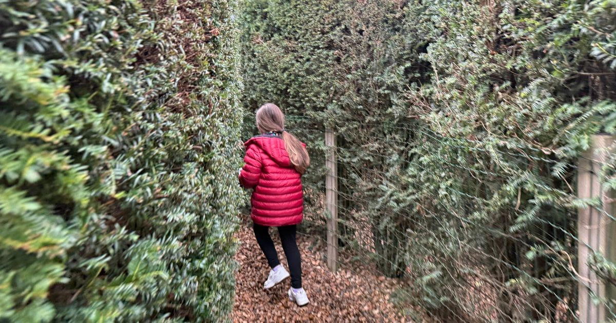 Hever Castle hedge maze