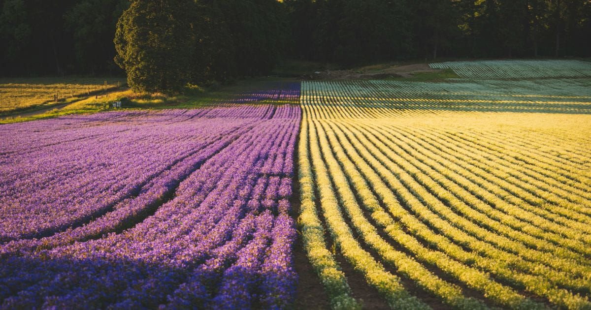 Lavender field
