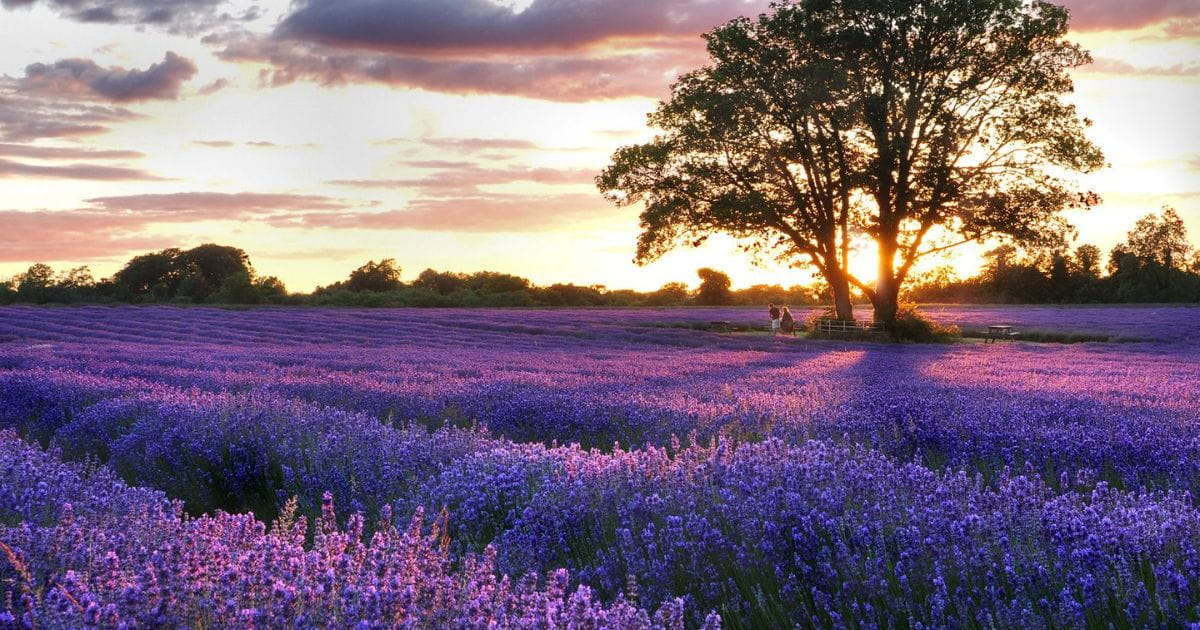 Lavender field