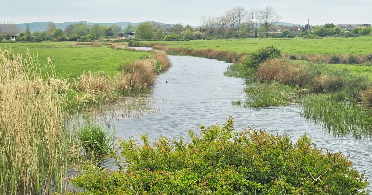 Nature wetlands conservation walks outdoors Pevensey Southern railway