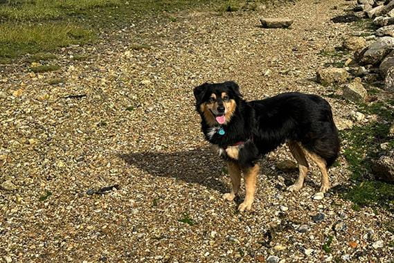 A dog outside on a walk
