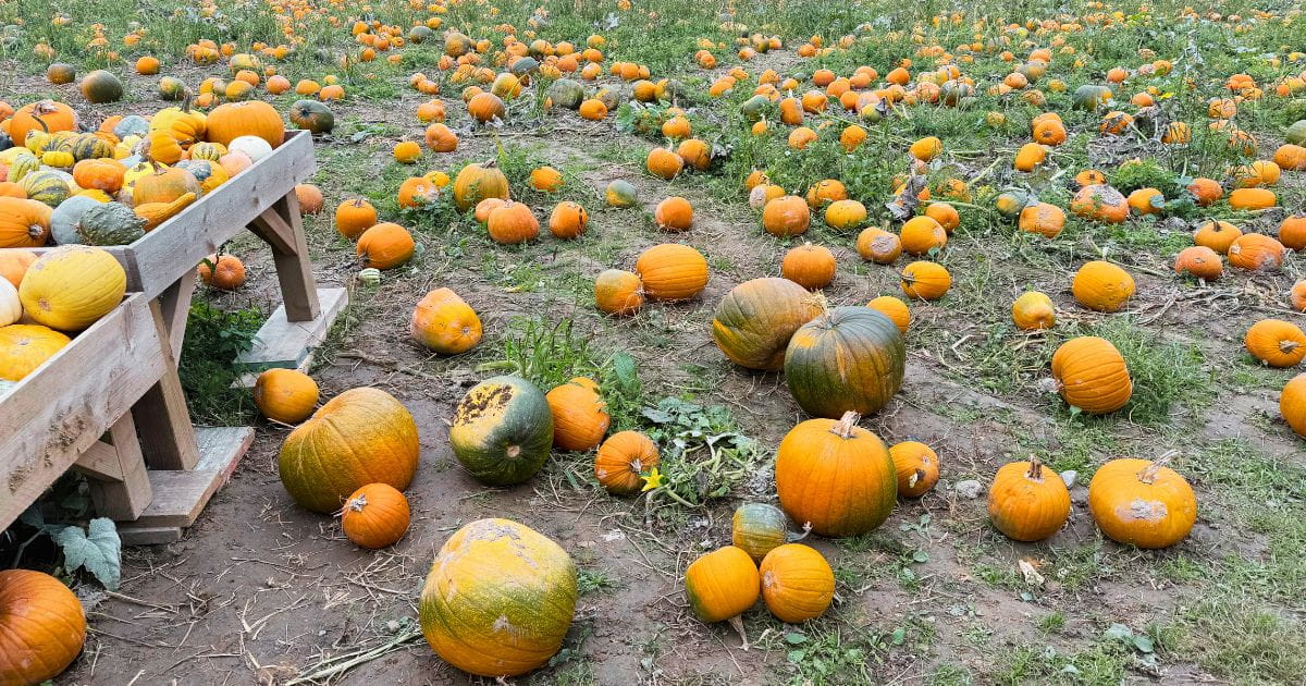 Tulleys farm pumpkin patch